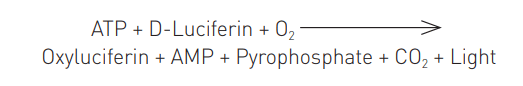 Equation 1:  With the ENLITEN® kit  L/L catalyzes a reaction that generates light at 560 nm.