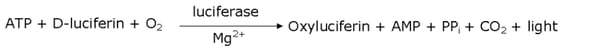 Equation 1: Reaction catalyzed by the luciferase enzyme.
