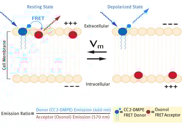 Fig. 1: Schematic illustration of the mechanism of voltage-dependent, FRET-based VSPs.