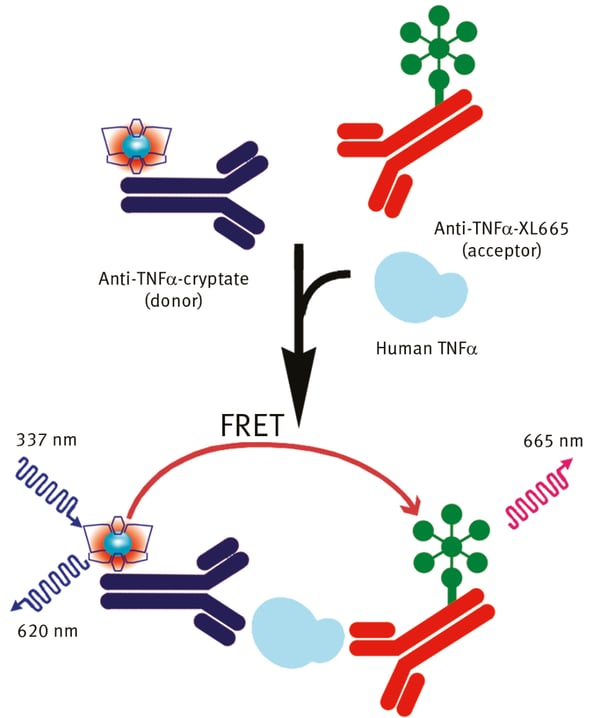 Fig. 3: Assay principle of the homogeneous time-resolved fluorescence immunoassay for TNFa. The assay is run using a straightforward “mix & measure” detection.