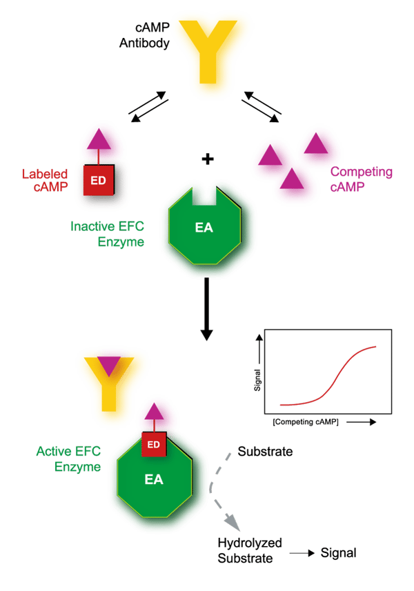 Fig. 1: Schematic principle of the HitHunter cAMP XS+ assay.