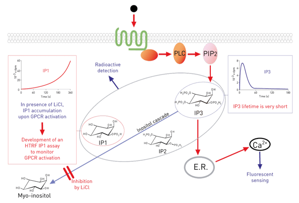 Fig. 1: Gq coupled receptor activation induces IP3 release catalysed by PLC. IP3 degradation occurs rapidly and leads ultimately to the production of IP1. Processing of IP1 into myo-inositol can be prevented by the addition of LiCl.