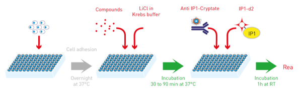 Fig. 2: HTRF IP-One assay protocol. 