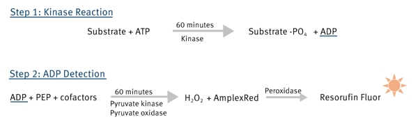 Fig. 1: Schematic principle of the ADP Hunter assay.