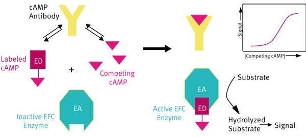 Fig. 1: The HitHunter cAMP assay principle.
