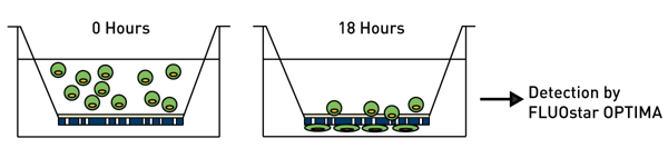 Fig. 1: In presence of an attractant cells migrate through the membrane of the inserts. They are no longer shielded from the light source and can be detected by the BMG LABTECH plate reader (reading from below).
