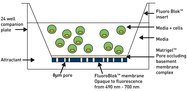 Fig. 2: Cell invasion set up.