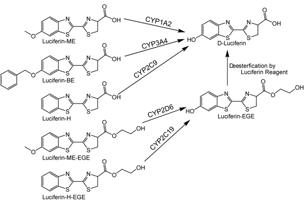 Fig. 1: P450-Glo luminogenic substrates converted by speciﬁc CYP isoenzymes to luciferin. (ME = methyl ether; BE = benzyl ether; EGE = ethylene glycol ether).