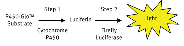 Fig. 2: P450-Glo luminescent assay steps.