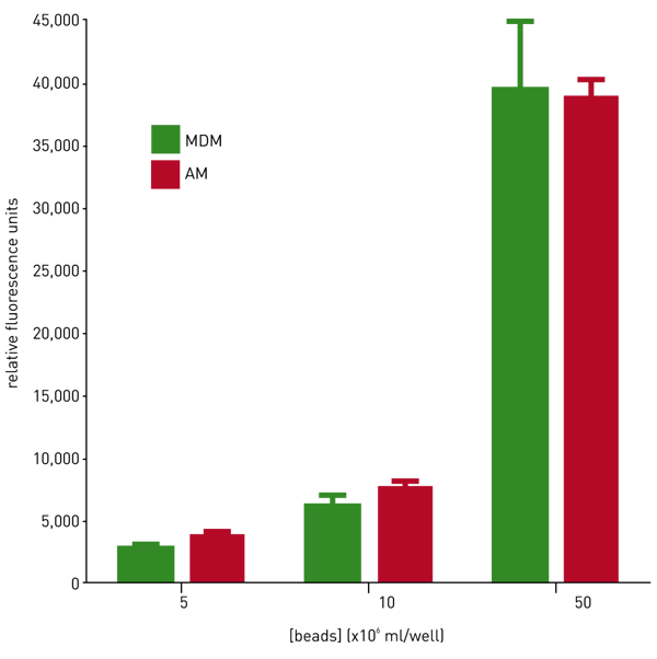 Fig. 3: Comparison of phagocytosis of polystyrene beads by MDM and AM. MDM and AM were incubated for 4h with fluorescently labelled beads at concentrations indicated. Phagocytosis was then quantified by measuring the fluorescence on a BMG LABTECH microplate reader. AM n=4, MDM n=7.
