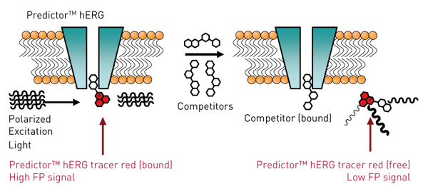 Fig. 1: Schematic of the Predictor hERG Fluorescence Polarization Assay.