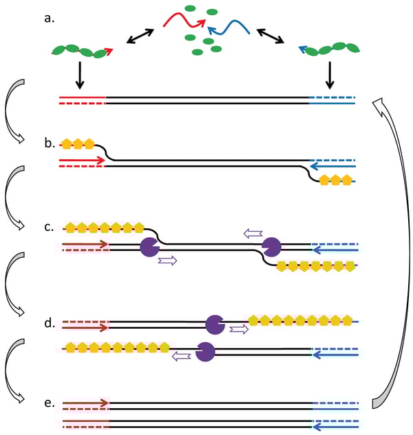 Fig. 1: RPA employs enzymes, known as recombinases (green), that are capable of interacting with amplification primers (red and blue arrows) and pairing them with homologous sequence in duplex DNA (indicated sections of black double line; a). Strand exchange and ‘D-loop’ formation is assisted by binding of single-strand DNA-binding protein (yellow) to the displaced strand (b). The 3’ ends of the oligonucleotides are extended by strand displacing polymerases (purple), thereby copying the displaced strand (c, d). Both, the original template and the copy are then targets for subsequent recombination/ extension events and an exponential amplification reaction is initiated (e). Using two gene-specific primers, the recombinase-driven RPA process ensures that DNA synthesis is directed only to defined target sites in a given template molecule.
