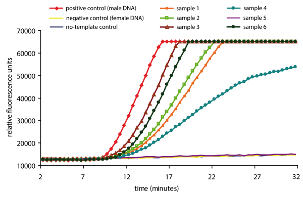 Fig. 2: A total of 3 controls and 6 samples were tested for the presence of the Y-chromosome target. The two negative controls and the sample derived from the buccal swap of a female individual (sample 5) did not produce a fluorescent signal above the baseline. The positive control and all swaps from 5 male probands generated a positive signal within 12 minutes of the start of the reaction. Note that the onset of amplification in positive control (300 copies of template DNA in the reaction, corresponding to 150 copies of the Y-chromosome) precedes the 5 test samples, indicating that the total amount of template in samples 1 to 5 is probably lower than 300 genomic copies.