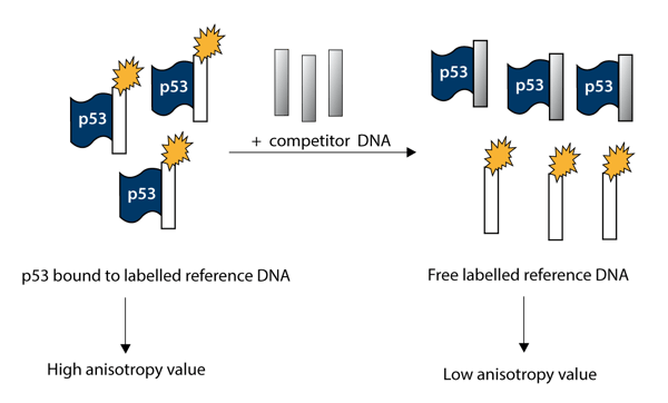 Fig. 1: Assay principle for anisotropy measurements.