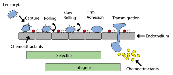 Fig. 1: Processes involved in leukocyte capture, adhesion and transmigration across the endothelium.