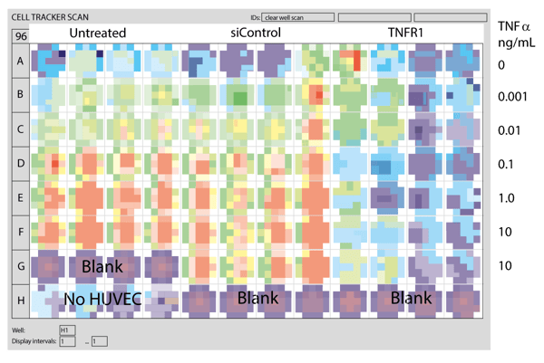 Fig. 4: Well scanning view of cell tracker green labelled HL60 adhesion to TNFa stimulated HUVEC. (Blank wells contain unlabelled HUVECs in media, the “no HUVEC” wells contain labelled HL60 to check adhesion to well surface).