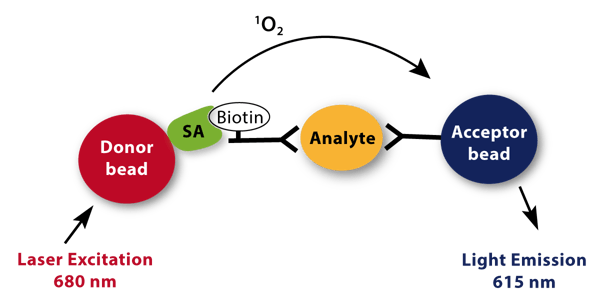 Fig. 1: Principle of the IgG (Analyte) AlphaLISA assay kit.