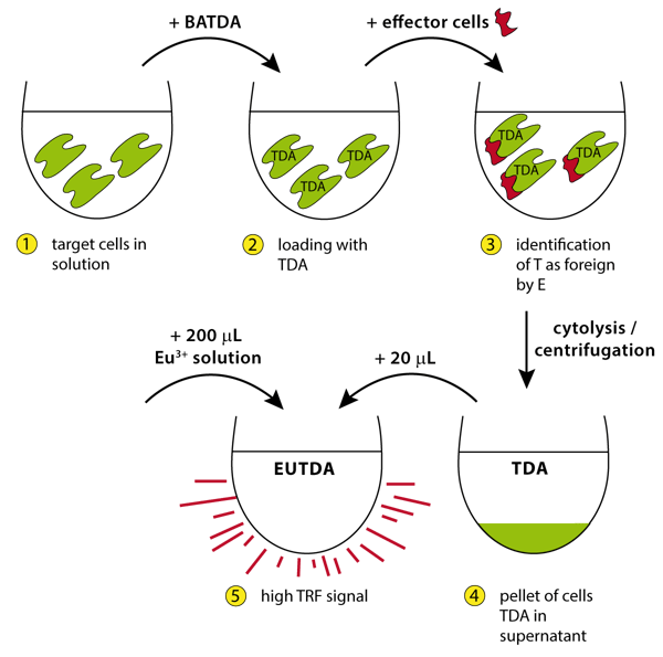 Fig. 1: Principle of the DELFIA cytotoxicity assay.