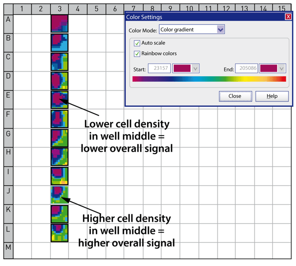 Fig. 2: Bottom reading high resolution cell layer scanning (10x10 matrix) shows the uneven distribution of HEK cells in each well. Samples with higher cell density in the middle of the well gave a more robust calcium response than lower density wells