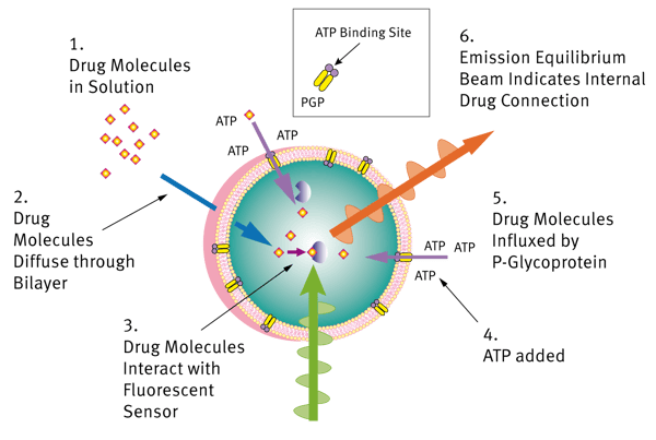 Fig. 1: Principle of the Fluorosome-trans-pgp Assay.