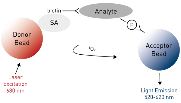 Fig. 1: Assay Principle of the AlphaScreen SureFire Phospho-ERK1/2 assay.