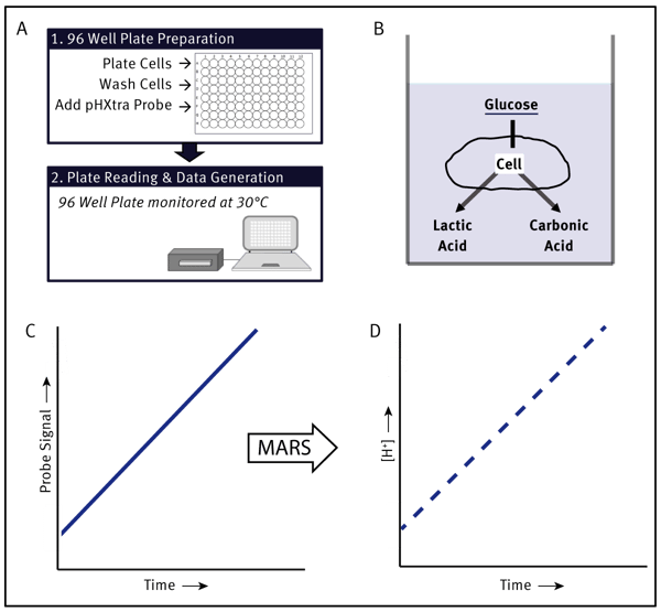 Fig. 1: Summary of pH-Xtra Assay showing a general schematic of assay preparation (A). Cellular metabolic processes (B) cause an acidiﬁcation of the media resulting in an increase in probe signal (C). If necessary, this signal can be conveniently converted into a H+ scale using a MARS template (D).