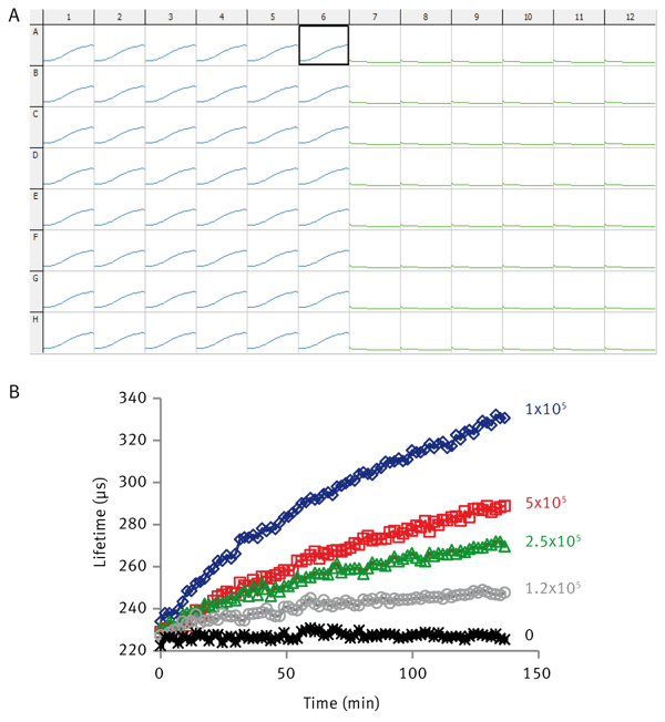 Fig. 2: A) 96 well plate based analysis of extracellular acidiﬁcation measured on a BMG LABTECH microplate reader, cell proﬁ les on left, control proﬁ les on right). B) Acidiﬁcation proﬁles for HepG2 cultured in L15 medium at the indicated seeding concentration (cells/well).