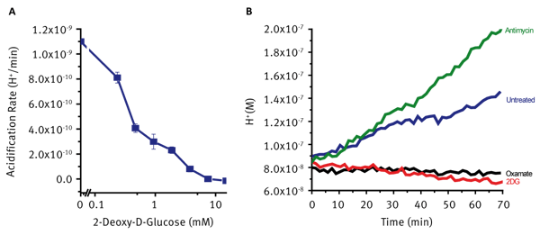 Fig. 3: A) Effect of increasing concentrations of 2DG on measured HepG2 acidification. Data are mean ±SD, n=4. B) Acidification profiles of HepG2 cells illustrating the effect of compound treatment.