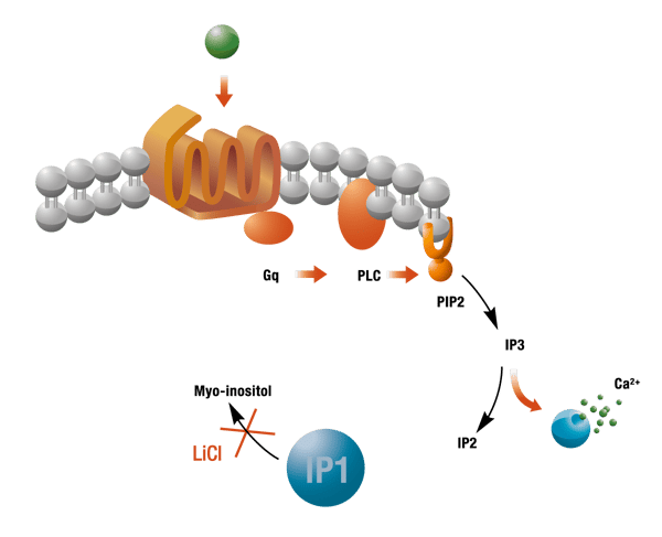 Fig. 1: Biosynthesis of IP1.