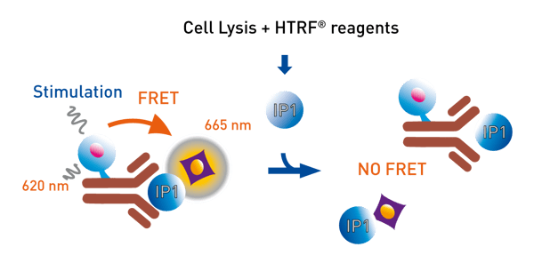 Fig. 2: IP-One HTRF Assay Principle.
