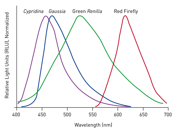 Fig. 1: Spectral emission profiles of luciferases used in Thermo Scientific™ Pierce™ Dual-Spectral Assay Kits. The emission of red firefly (λmax = 613nm) allows resolution from Green Renilla Luc (λmax = 535nm), Gaussia Luc (λmax = 470nm) and Cypridina Luc (λmax = 463nm).