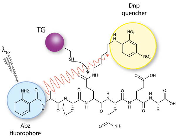Fig. 1: Structure of quenched substrate Abz-APE(g-cad-Dnp) QEA whereby 2-aminobenzoyl (Abz) and 2,4-dinitrophenyl (Dnp) are fluorescent donor and quenching acceptor group, respectively.