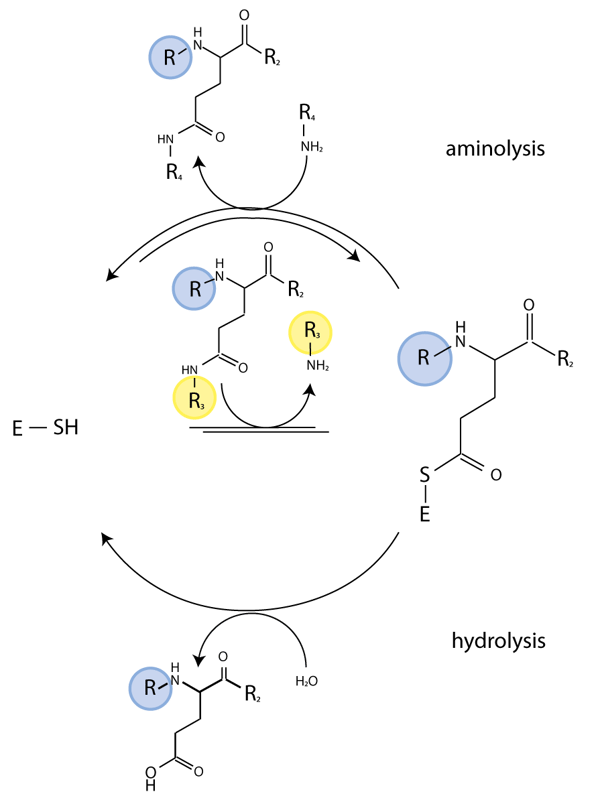 Fig. 2: Reaction scheme for Transglutaminase catalyzed isopeptidase reaction with substrate Abz-APE(g-cad-Dnp)QEA in the presence of an excess of unlabeled primary amine (R4-NH2, e.g. glycine methylester). R: Abz-AP; R2: QEA; R3: (CH2)4-NH-Dnp; E-SH (TG2 with active site thiol group).