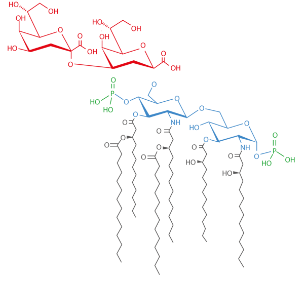 Fig. 1: Structure of the (3-deoxy-D-manno-octulosonic acid)2 Lipid A endotoxin from E. coli K-12. This ﬁgure is licensed under the Creative Commons Attribution-Share Alike 3.0 Unported licenses and was adapted from: http://www.jlr.org/content/47/5/1097.full.