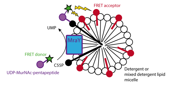 Fig. 1: Schematic of FRET assay for MraY activity. Micelles containing MraY from E. coli membranes (blue) and C55P (black) are mixed with UNAM-pp (purple) labelled with FRET donor (green). MraY transfers UNAM-pp to C55P bringing the FRET donor into close proximity with the FRET acceptor (red).