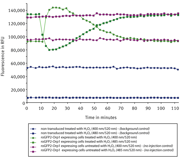 Fig. 2: Signal curves for roGFP2-Orp1 transduced cells before and after injection of hydrogen peroxide in comparison to a non-transfection control and a no injection control.