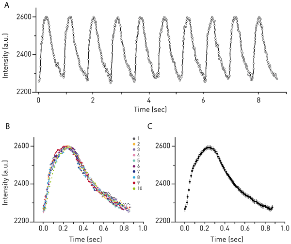 Fig. 1: Calcium (Ca2+) transient measurements using iPSC derived 3D heart tissue and Fluo-4. (A) CLARIOstar microplate reader captures periodic Ca2+-transients that induce cardiac contractions. (B) Overlapping 10 Ca2+-transients of each single cardiac twitch. (C) An average profile of Ca2+-transient (bar=standard error).