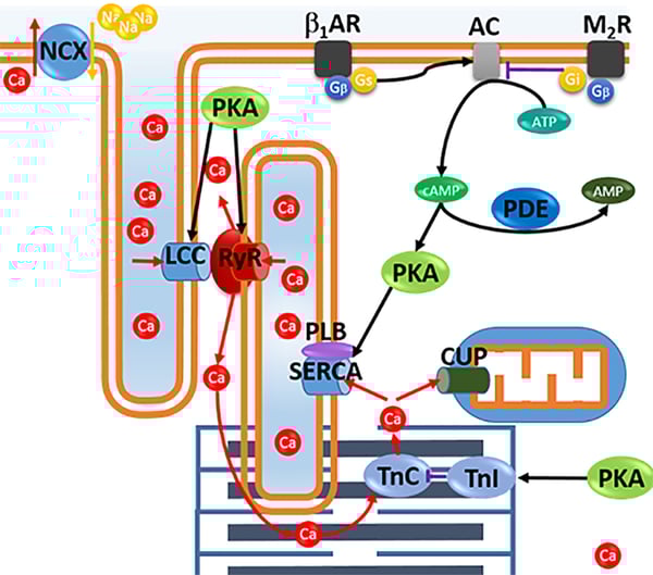 Fig. 2: EC-coupling & regulation. LCC: L-type Ca channel, RyR: Ryanodine receptor NCX: Na-Ca exchanger, PDE: Phosphodiesterase III, PKA: Protein kinase A, TnC/I: Troponin C/I, SERCA: SR Ca pump, PLP: Phospholamban, b1AR: beta adrenergic receptor, AC: Adenylyl cyclase, M2R: M2 Receptor, CUP Ca uniporter.