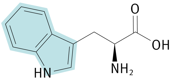 Fig. 2: Structural formula of L-tryptophan. The blue marked part shows the aromatic residue.
