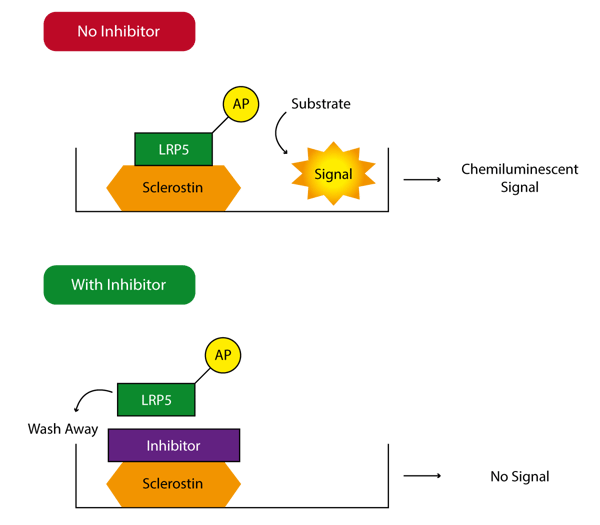 Fig. 1: Sclerostin-LRP System Assay Principle. In the absence of binding inhibitors LRP5-AP binds to the Sclerostin with which the 96-well plate is coated. Therefore a chemiluminescent signal is produced upon activation of the enzyme. In contrast, the presence of inhibitors leads to decreased LRP5-AP binding which is washed away. As a result no enzyme activity is detected.