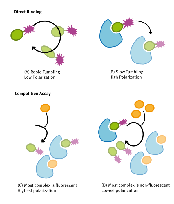 Fig. 1: Assay principle for monitoring protein-ligand interaction using ﬂuorescence polarization.