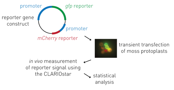 Fig. 1: Standard procedure for validation of new promotors.