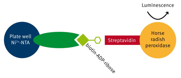 Fig. 1: PARP chemiluminescent assay principle.