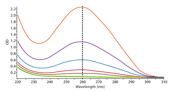 Fig. 1: Absorbance spectrum of different concentrations of calf thymus DNA recorded on a BMG LABTECH microplate reader. Detection range is between 220 and 310 nm and resolution was set at 1 nm.