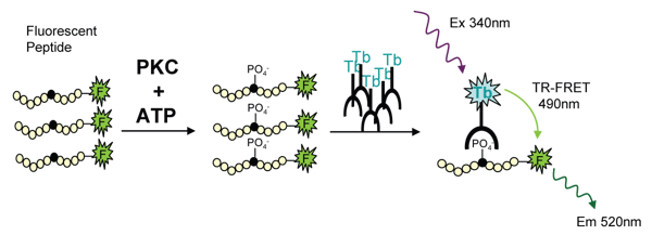 Fig. 1: LanthaScreen™ TR-FRET assay principle for a tyrosine kinase (TK) assay.