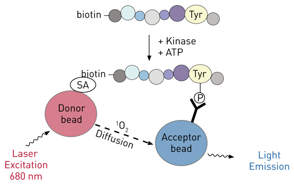 Fig. 1: Principle for an AlphaSreen tyrosine kinase assay.