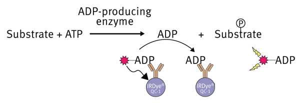 Fig. 1: Transcreener ADP2 FI Assay Principle.