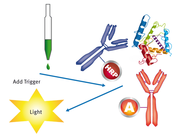 Fig. 1: Representative SPARCL Assay. Speciﬁc antibody/antigen interactions bring acridan and HRP into close proximity. The HO2 based trigger solution, which is added subsequently, interacts with acridan (A) and HRP causing a ﬂash of light.