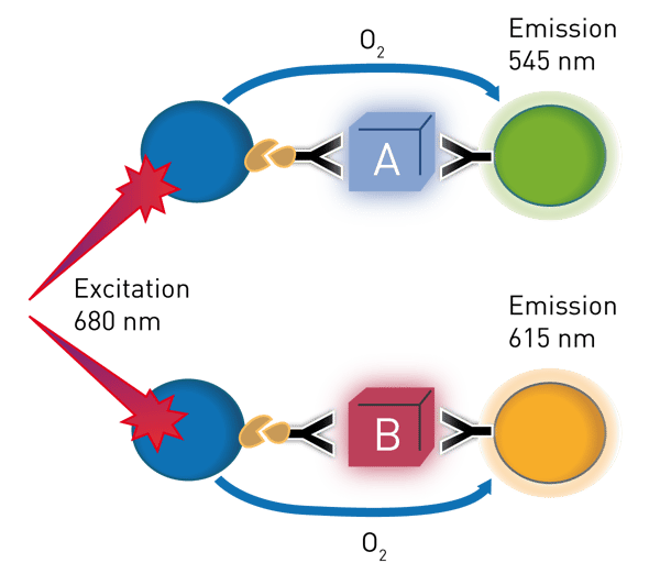 Fig. 1: Dual AlphaLISA principle: Two AlphaLISA’s at once for each protein target one antibody was conjugated to an acceptor bead and a 2nd biotinylated antibody was used. Streptavidin coated donor beads were added subsequently.