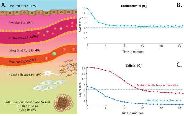 Fig. 1: (A) Schematic illustration showing changing O2 tension in tissues. (B) In vitro cell culture environmental [O2] set to ~6% using an ACU and (C) corresponding cellular [O2] measured by MitoXpress Intra for metabolically active (blue) and metabolically less active cells (red).